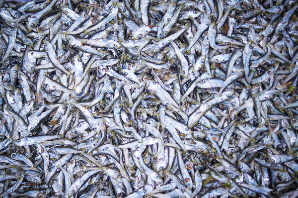 국물용 솔치(청어새끼) 1.5Kg 상자